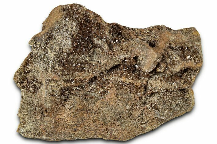 Glittering Petrified Wood with Druzy Quartz - Alabama #325503